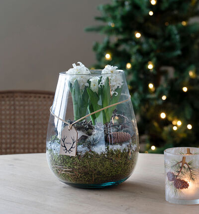 Hvite svibler i glassvase Hvite svibler i glassvase